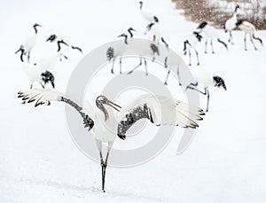 Dancing Crane. The ritual marriage dance of red-crowned crane.