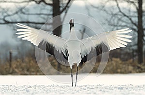 Dancing Crane. The ritual marriage dance. The red-crowned crane. Scientific name: Grus japonensis, also called the Japanese or