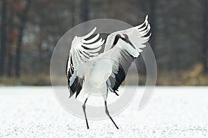 Dancing Crane. The ritual marriage dance. The red-crowned crane. Scientific name: Grus japonensis, also called the Japanese or