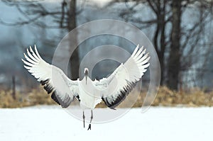 Dancing Crane. The ritual marriage dance. The red-crowned crane. Scientific name: Grus japonensis, also called the Japanese or