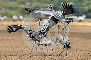 Dancing Cranes in arable field.