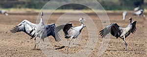 Dancing Cranes on arable field. Common Crane or Eurasian crane, Scientific name: Grus grus, Grus communis