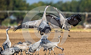 Dancing Cranes on arable field. Common Crane or Eurasian crane, Scientific name: Grus grus, Grus communis