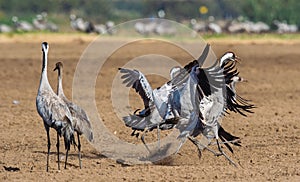 Dancing Cranes in arable field. Common Crane or Eurasian crane.
