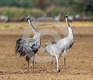 Dancing Eurasian Cranes in arable field.