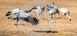 Dancing Cranes in arable field. Common Cranes