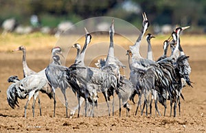 Dancing Cranes in arable field. Common Crane, Scientific name: Grus grus, Grus communis