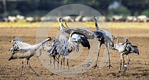 Dancing Cranes in arable field. Scientific name: Grus grus, Grus communis