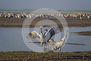 Dancing cranes. Common crane in Birds Natural Habitats. Bird watching in Hula Valley in northern Israel. Flocks of migrating birds