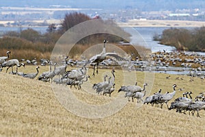 Dancing Cranes on a field by a lake in the spring