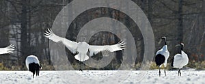 Dancing Cranes. The red-crowned crane also called the Japanese crane or Manchurian crane.