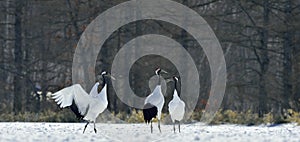 Dancing Cranes. The red-crowned crane also called the Japanese crane or Manchurian crane.