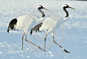 Dancing Cranes. The red-crowned crane also called the Japanese crane or Manchurian crane.