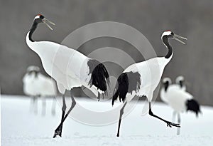 Dancing Cranes. The red-crowned crane also called the Japanese crane or Manchurian crane.