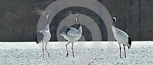 Dancing Cranes. The red-crowned crane Sceincific name: Grus japonensis