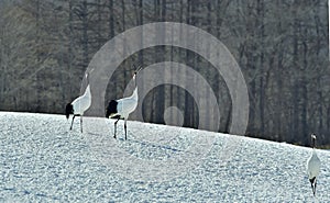 Dancing Cranes. The red-crowned crane Sceincific name: Grus japonensis