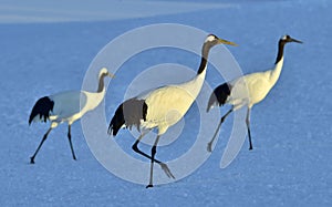 Dancing Cranes. The red-crowned crane Sceincific name: Grus japonensis