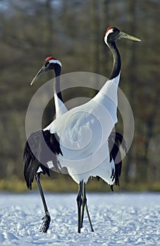 Dancing Cranes. The red-crowned crane Sceincific name: Grus japonensis, also called the Japanese crane