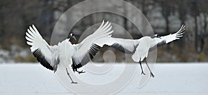 Dancing Cranes. The red-crowned crane Sceincific name: Grus japonensis, also called the Japanese crane.