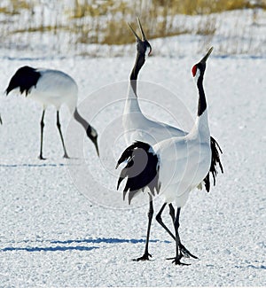Dancing Cranes. The red-crowned crane Sceincific name: Grus japonensis, also called the Japanese crane.