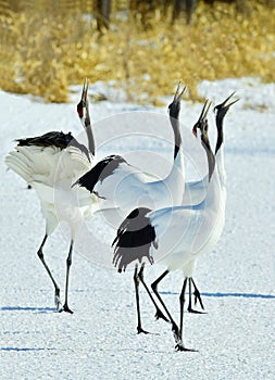 Dancing Cranes. The red-crowned crane Sceincific name: Grus japonensis, also called the Japanese crane.