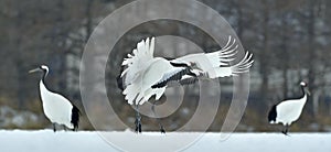 Dancing Cranes. The red-crowned crane Sceincific name: Grus japonensis, also called the Japanese crane or Manchurian crane, is a