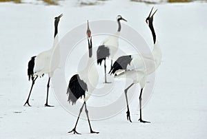 Dancing Cranes. The red-crowned crane Sceincific name: Grus japonensis, also called the Japanese crane or Manchurian crane, is a