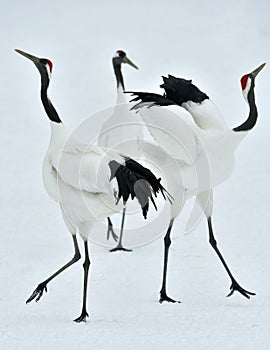 Dancing Cranes. The red-crowned crane Sceincific name: Grus japonensis, also called the Japanese crane or Manchurian crane, is a