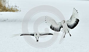 Dancing Cranes. The red-crowned crane Sceincific name: Grus japonensis, also called the Japanese crane or Manchurian crane, is a