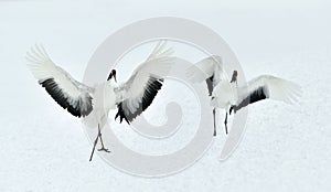 Dancing Cranes. The red-crowned crane Sceincific name: Grus japonensis, also called the Japanese crane or Manchurian crane, is a