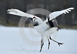 Dancing Cranes. The red-crowned crane Sceincific name: Grus japonensis, also called the Japanese crane or Manchurian crane, is a