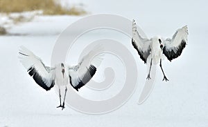 Dancing Cranes. The red-crowned crane Sceincific name: Grus japonensis, also called the Japanese crane or Manchurian crane, is a
