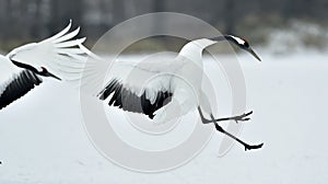 Dancing Cranes. The red-crowned crane Sceincific name: Grus japonensis, also called the Japanese crane or Manchurian crane, is a