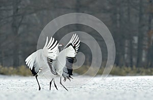 Dancing Cranes. The red-crowned crane Sceincific name: Grus japonensis, also called the Japanese crane or Manchurian crane, is a