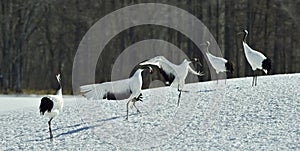 Dancing Cranes. The red-crowned crane Sceincific name: Grus japonensis, also called the Japanese crane or Manchurian crane