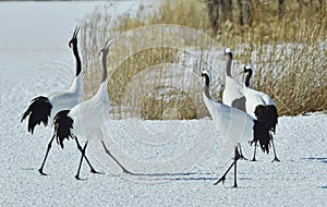 Dancing Cranes. The red-crowned crane Sceincific name: Grus japonensis, also called the Japanese crane or Manchurian crane, is a