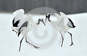 Dancing Cranes. The red-crowned crane Sceincific name: Grus japonensis, also called the Japanese crane or Manchurian crane