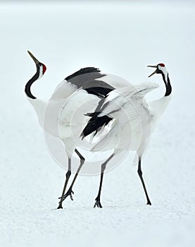 Dancing Cranes. The red-crowned crane Sceincific name: Grus japonensis