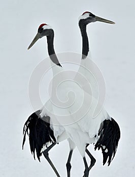 Dancing Cranes. The red-crowned crane Sceincific name: Grus japonensis, also called the Japanese crane or Manchurian crane, is a photo