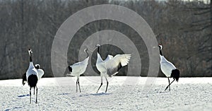 Dancing Cranes. The red-crowned cranes.