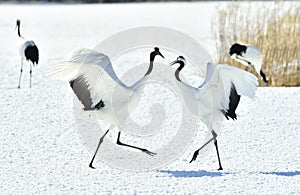 Dancing Cranes. The red-crowned cranes.