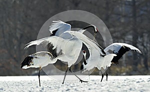 Dancing Cranes. The red-crowned cranes.