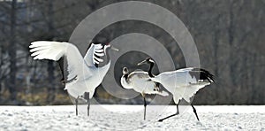 Dancing Cranes. The red-crowned cranes.