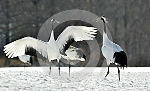 Dancing Cranes. The red-crowned cranes.