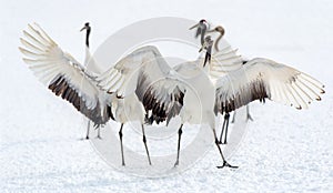 Dancing Cranes. The ritual marriage dance of cranes.