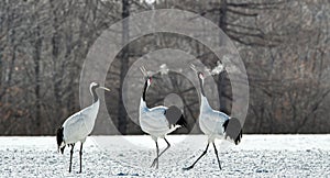 Dancing Cranes. The ritual marriage dance of cranes.