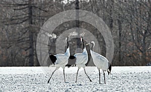 Dancing Cranes. The ritual marriage dance of cranes.