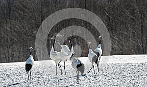 Dancing Cranes. The ritual marriage dance of cranes.