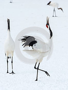 Dancing Cranes. The ritual marriage dance of cranes. The red-crowned crane.
