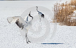 Dancing Cranes. The ritual marriage dance of cranes. The red-crowned crane.